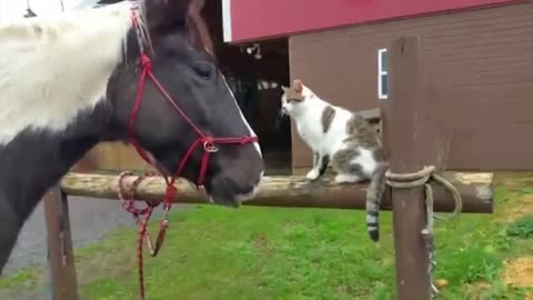 Cat and dogs funny clips