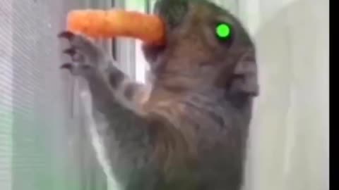 I’m back 🐿 CHeeto 🟢AKA🟢CH’P🟢