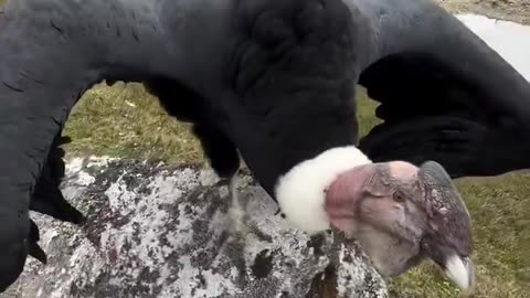 The size of this Andean Condor 🤯