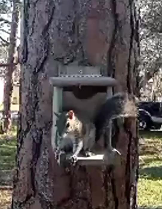 Squirrel starts to panic when he notices the new camera