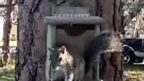 Squirrel starts to panic when he notices the new camera