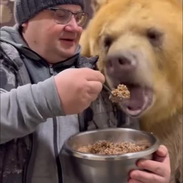 Bear being fed with porridge, probably in Russia