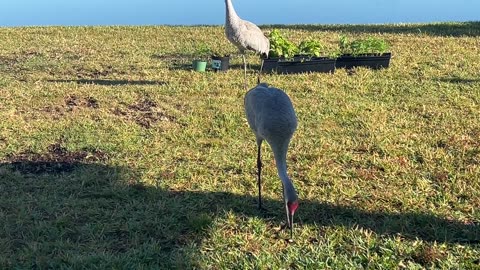 Thanksgiving day visit by two Sandhill Cranes