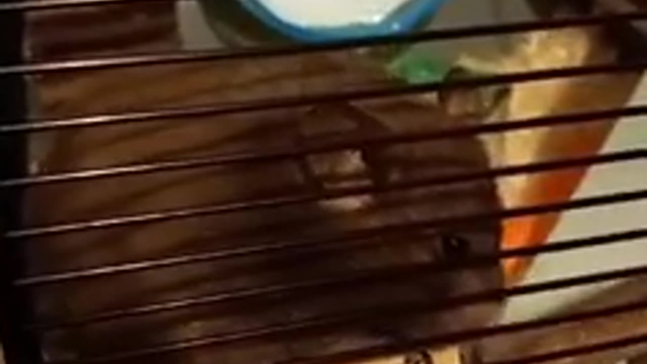 Our cute little hamster doughnut loves a stroke