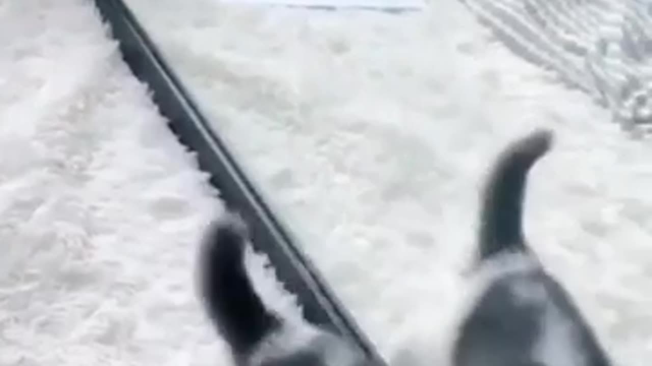 🙏❤️🎉🎉🎉🎊🎊🎊️SWEET AND FUNNY ANIMAL SHOTS 🙏❤️❤️🎉🎉🎉🎊🎊🎊