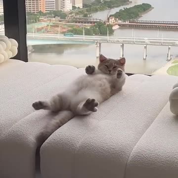 Sleepy kitty #cat #kitten