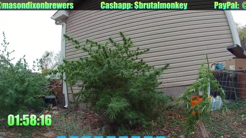 GardenVlog #11