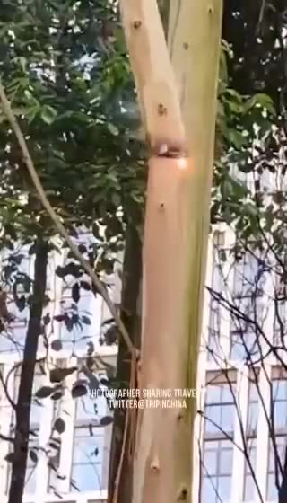 Laser gun to trim trees