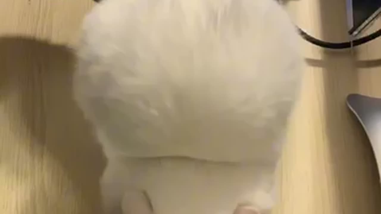 Marshmallow Kitty