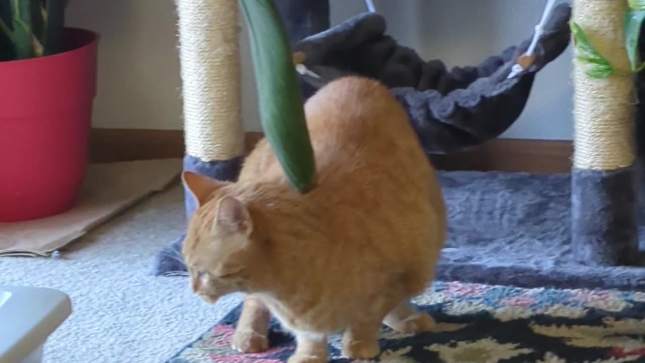 Orange Cat Pulls Himself Through Door By Tail