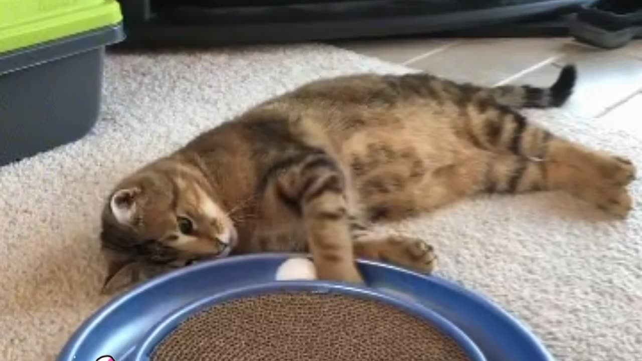 Cute Cat Gif