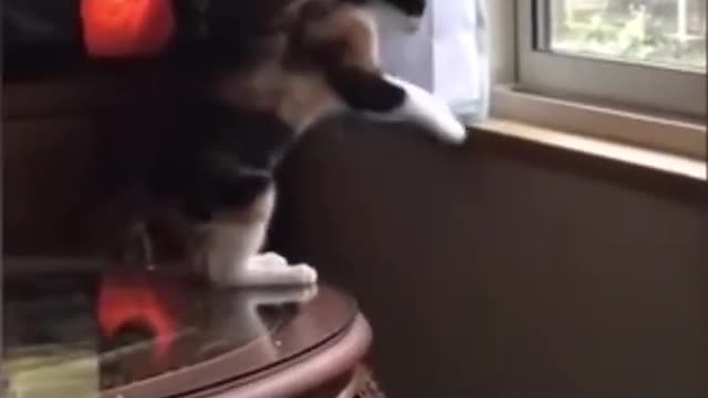 Funniest Animal Videos of Dogs and Cats 2023