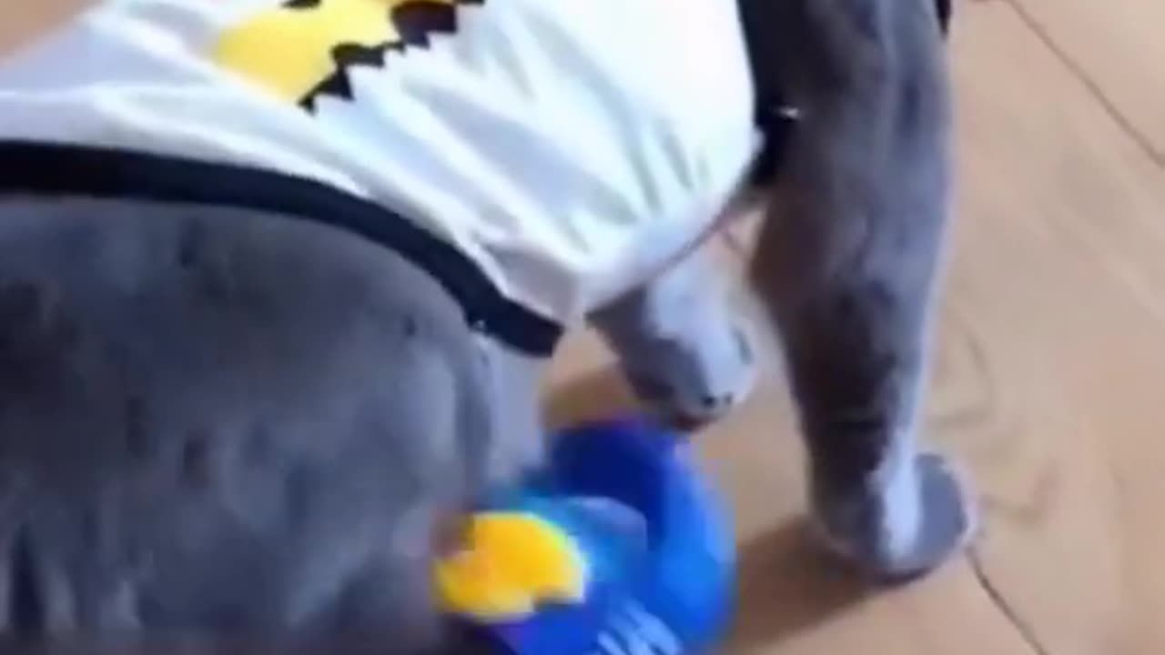 Funny Animals-Try not to laugh