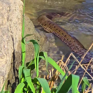 Snake vs. waves / grass snake vs. nature.