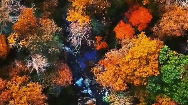 Aerial Footage of Forest Trees During Autumn #shorts