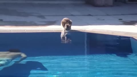 Funny moments Animals Part 6
