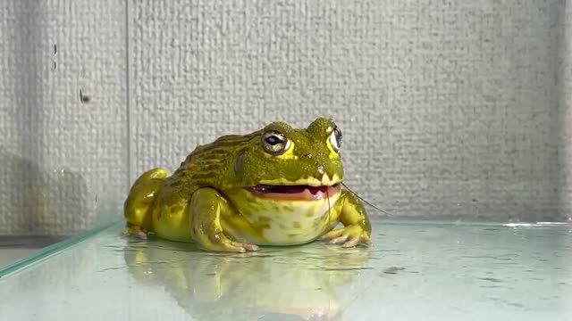 stop！stop！/ Pacman frog , African bullfrog【LIVE FEEDING】