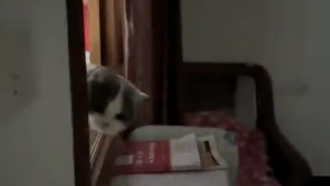 Funny Cat videos