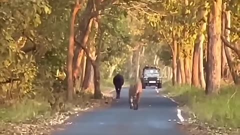 Tiger hunting Cow😳😳