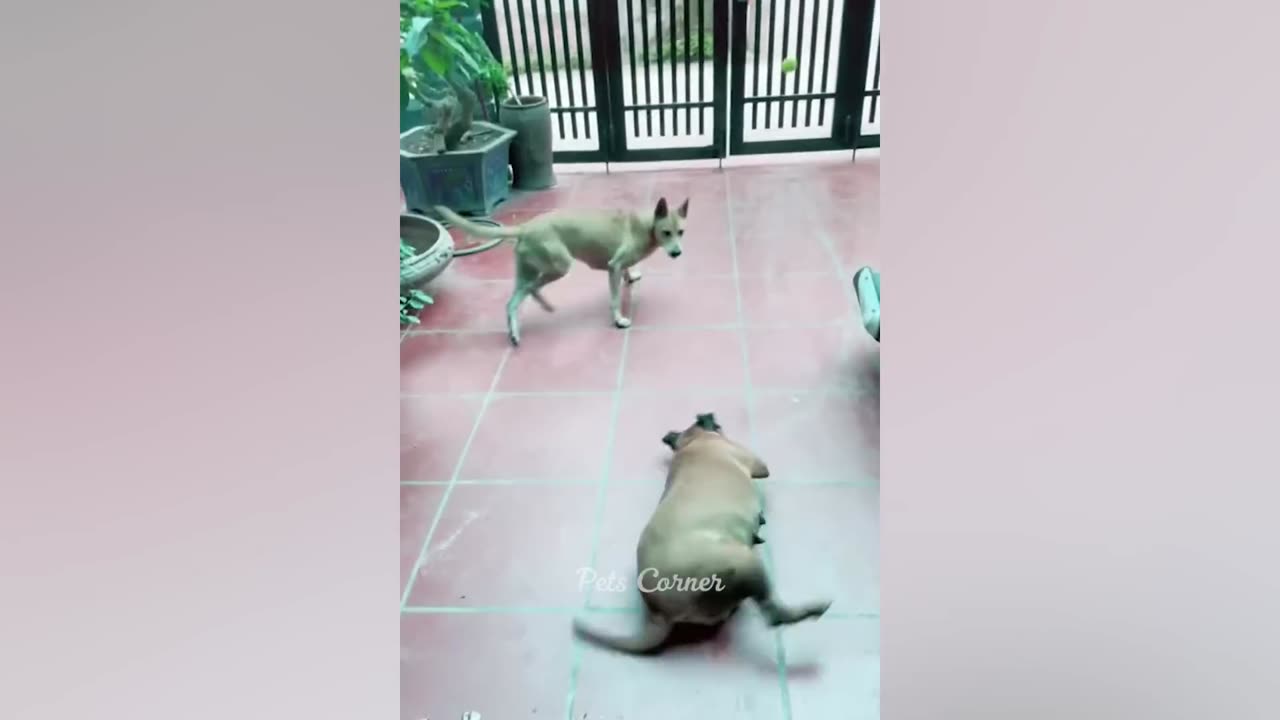funny animals video 2023