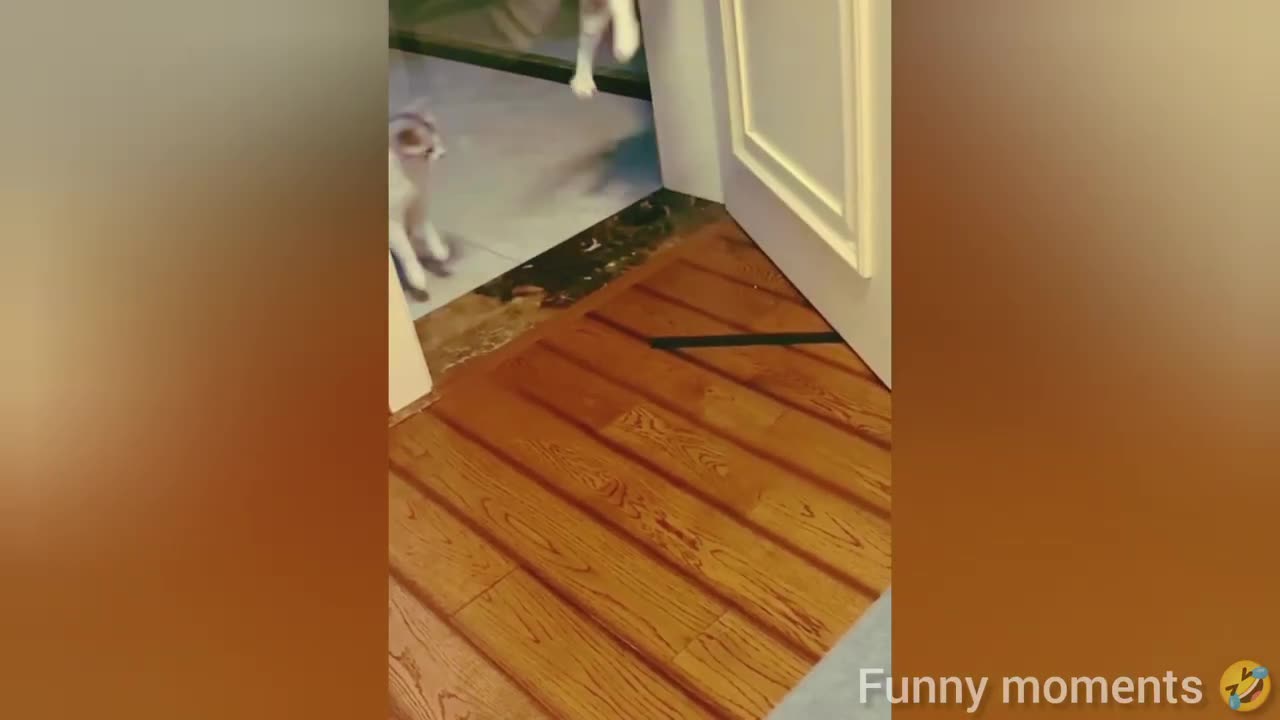 Funny Animal 2024