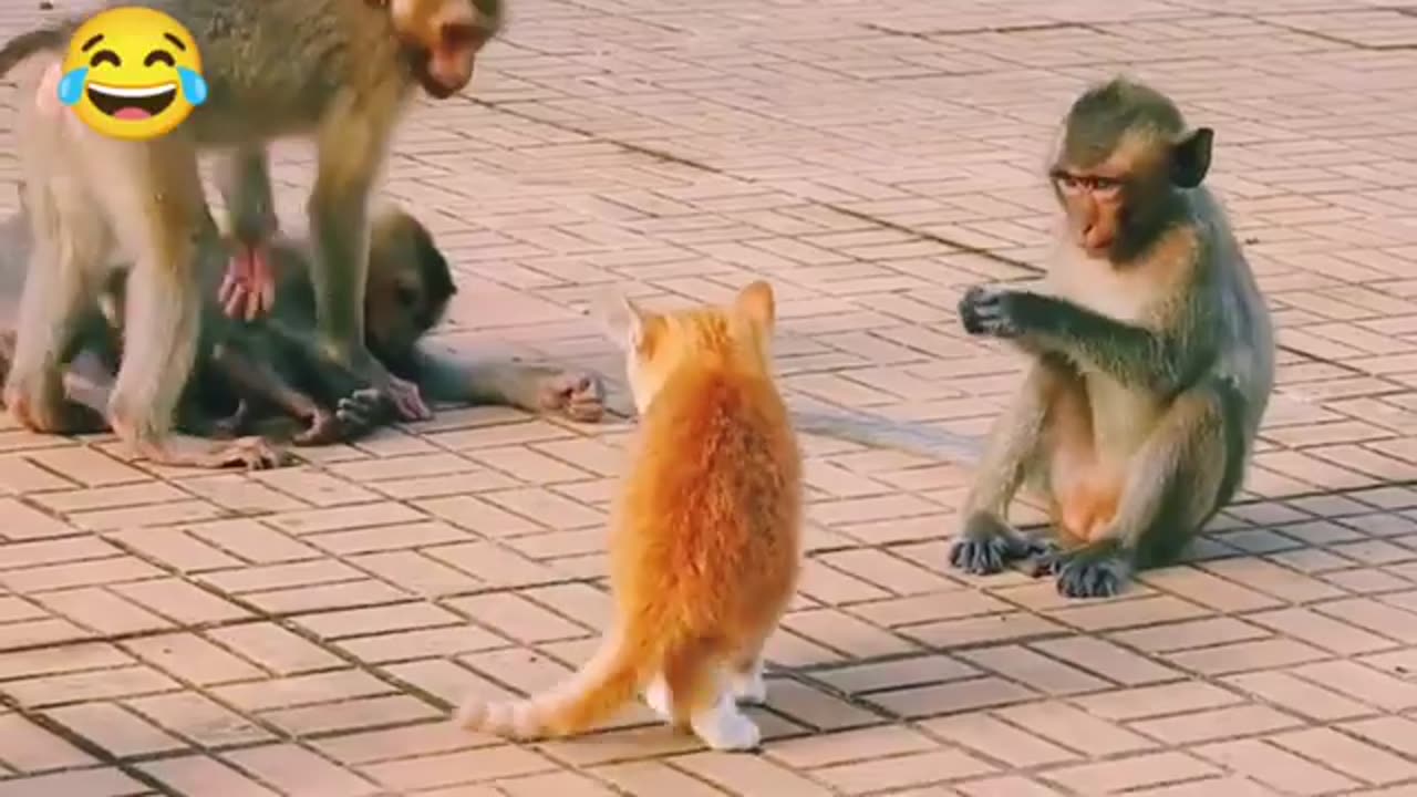 Monkey vs dog real fight