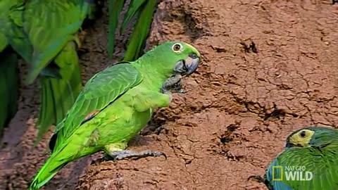 Parrots Unusual Eating Habit | Peru's Wild Kingdom