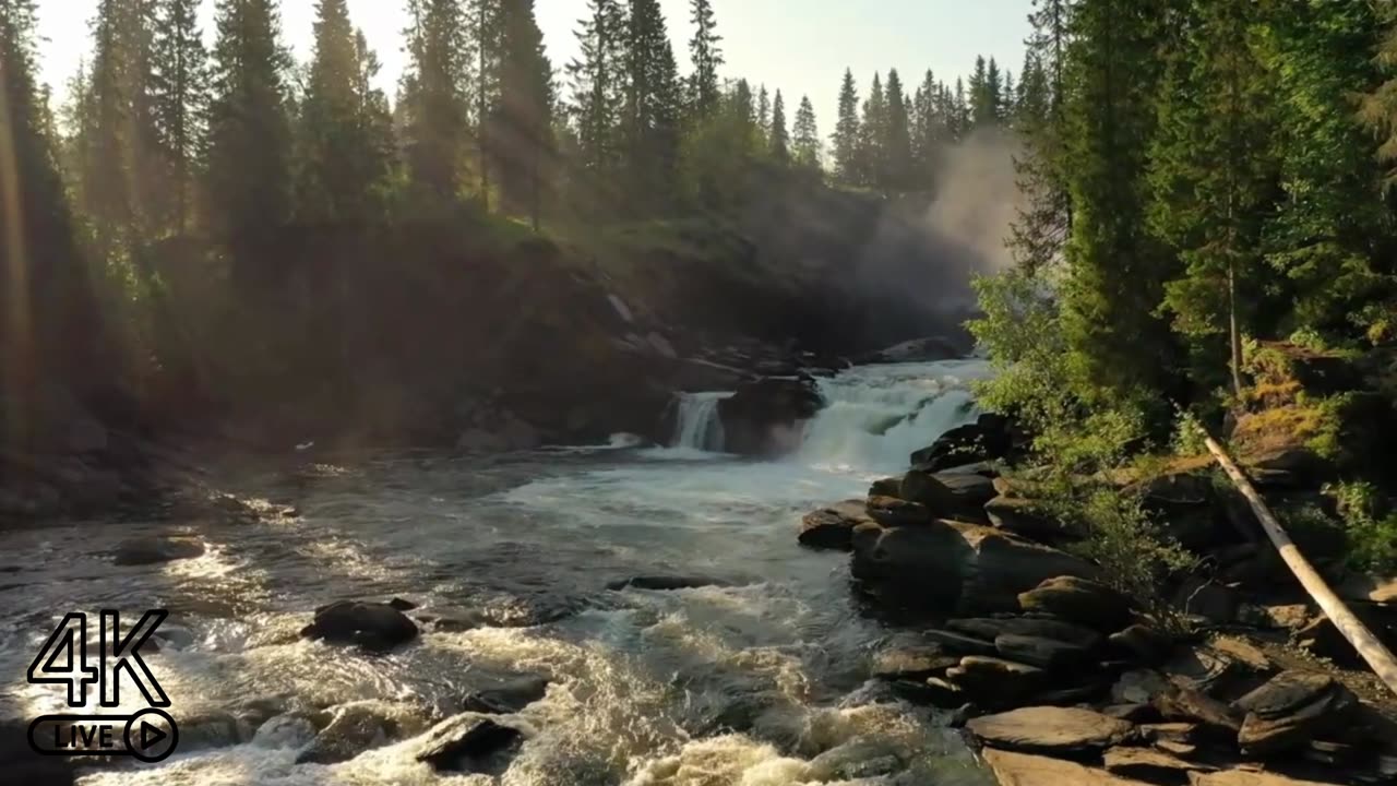 Zen Oasis: Dive into Nature's Symphony 🌿🎵