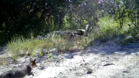 impressive wild dog attacks seriema