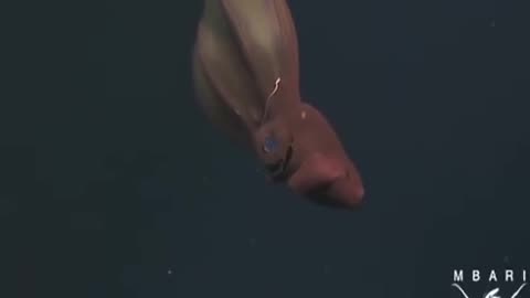 Meet the Vampire Squid | National Geographic