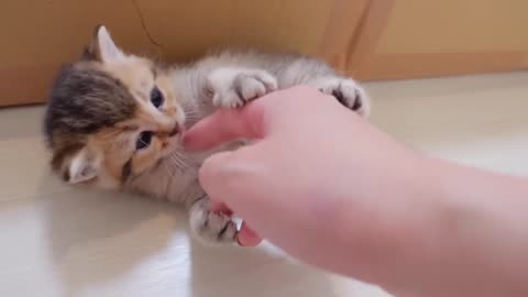 Funny cat videos. Funny animal videos