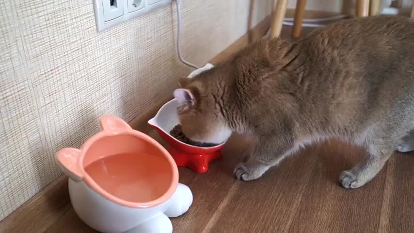 Big head water bowl