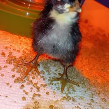 Incubated 4 more turkey. All hatched.