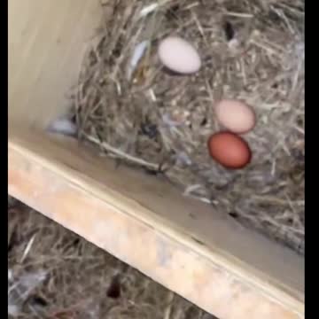 Chickens not laying eggs