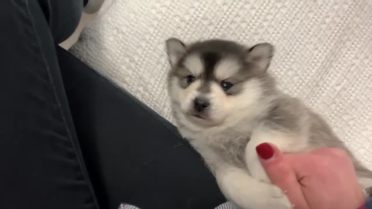 Best Bowtie Pomsky Love - 1st Generation Puppy Ansel, Cute Chubby Boy