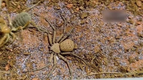 sand spider vs camel spider battle to the death