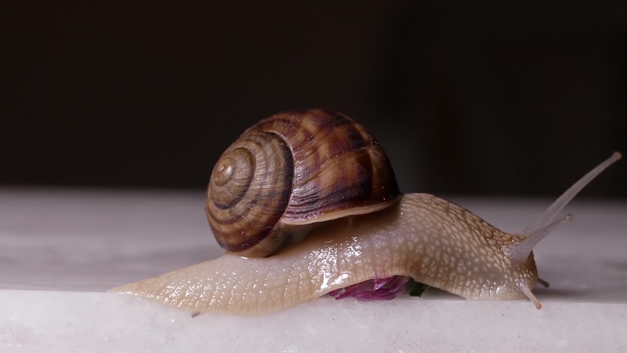 A snail