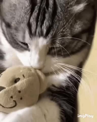 Cute Cat Gif