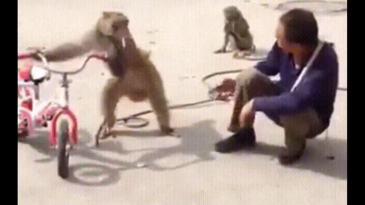 Funny Monkey