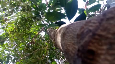 The Dog Travels With The Short Videos Bangla Soboj publish