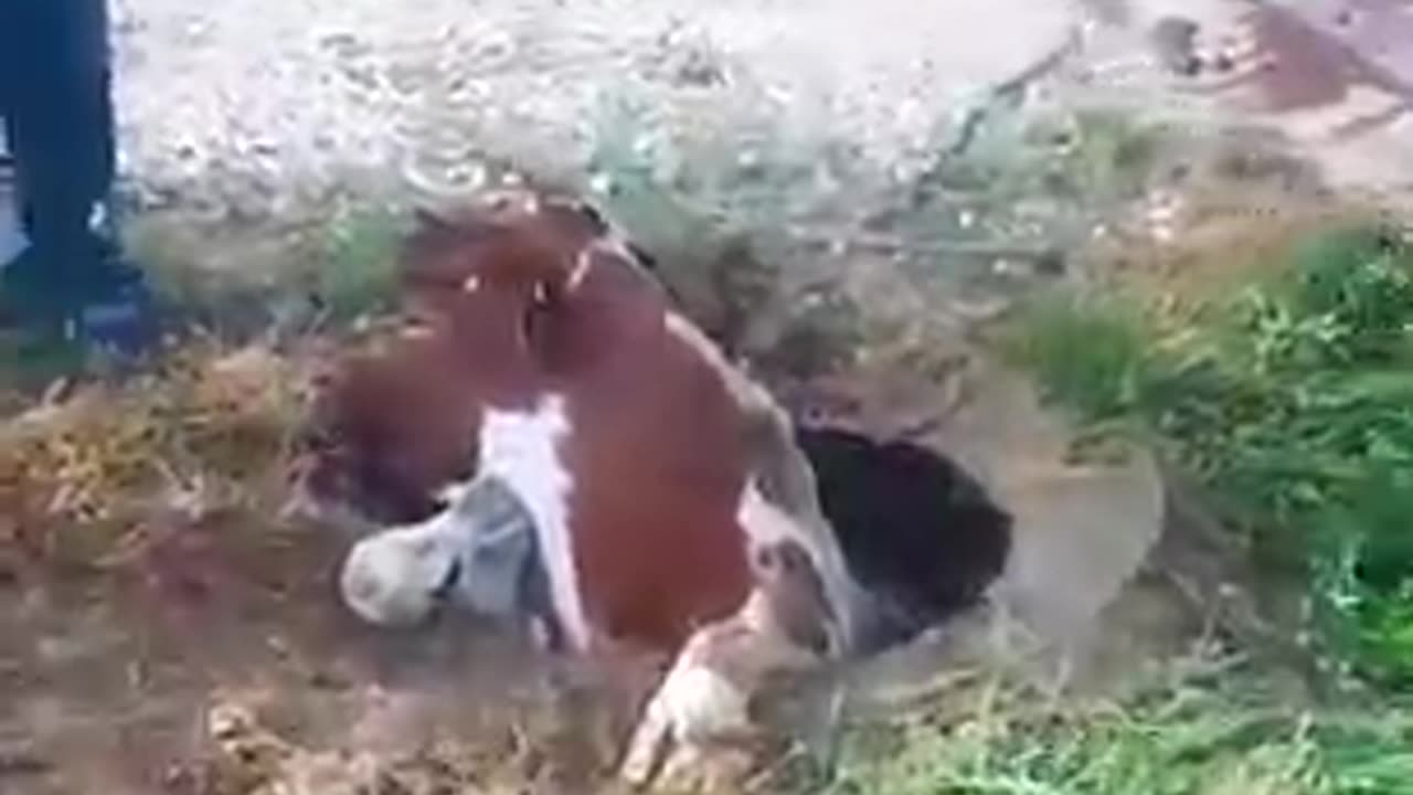 lion attack cow video viral cute cow baby viral video cow viral video cow video going viral