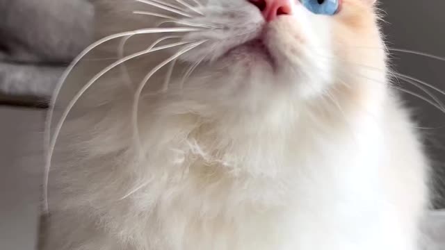 Odd Eyed Cat - Cat which Two Eye Color