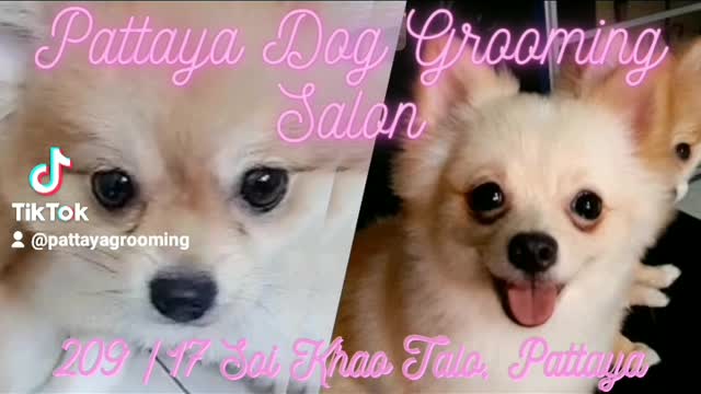 PATTAYA DOG GROOMING SALON & PET SHOP