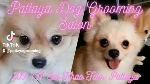 PATTAYA DOG GROOMING SALON & PET SHOP