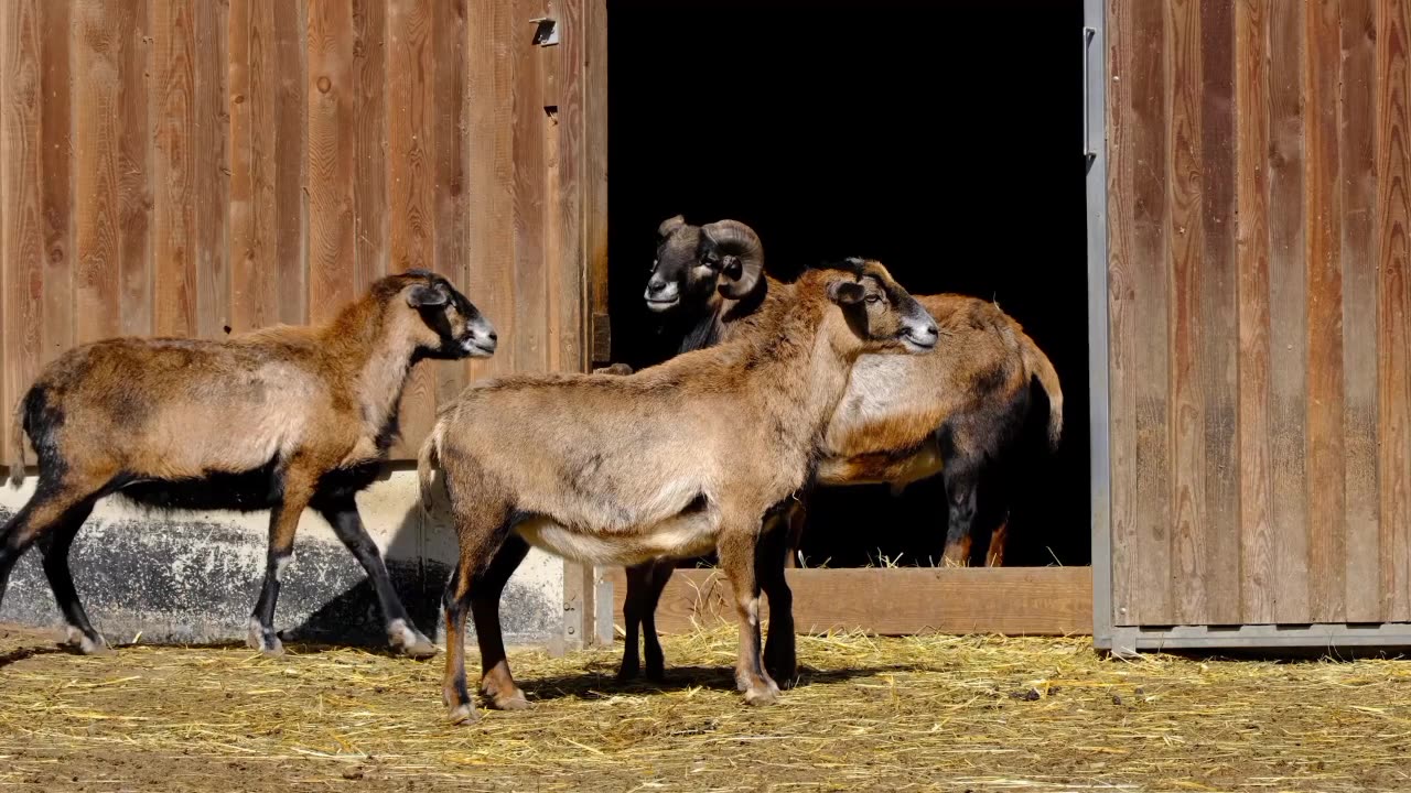 Cameroon Sheep sheep domestic sheep