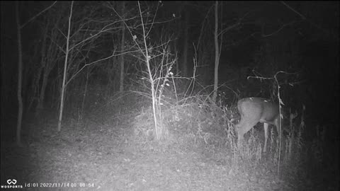 Backyard Trail Cam - Younger Buck on Walking Trail