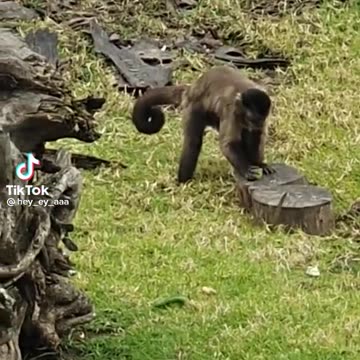 Genius Primate Shocks World With Mind-Blowing Act