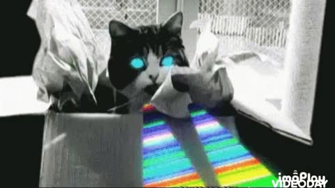 Cute Cat Gif