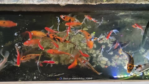 koi fish pond in front of the house