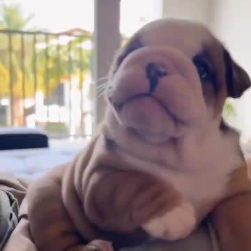 🤩Dobrinhas lindas D+💗CUTE💗 #shorts #viral #dogs #pet #animals #cute #dog #foryou #funny #pets #puppy